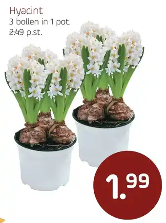 Coppelmans Hyacint aanbieding