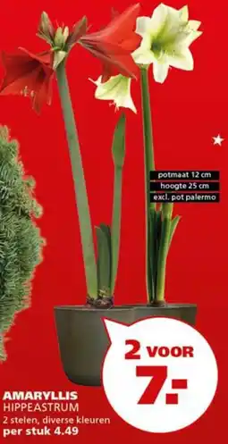 Ranzijn Amaryllis aanbieding