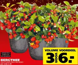 Ranzijn Bergthee aanbieding