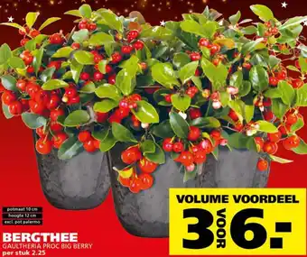 Ranzijn Bergthee aanbieding