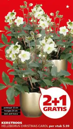 Ranzijn Kerstroos aanbieding