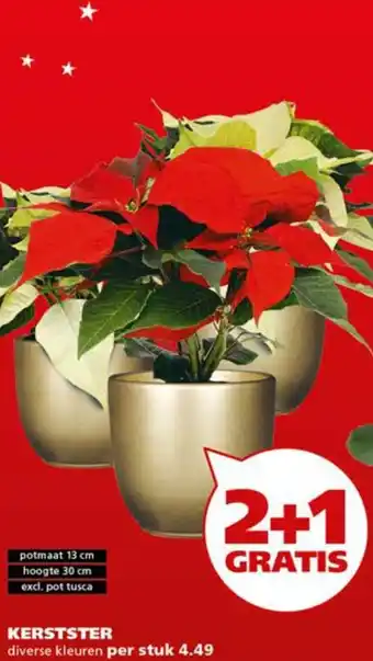 Ranzijn Kerstster aanbieding