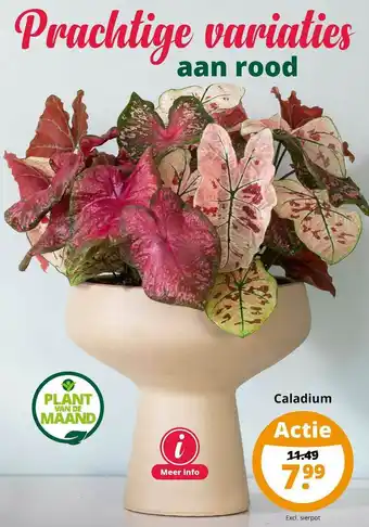 GroenRijk Caladium aanbieding