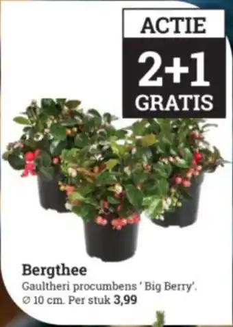 Tuincentrum Osdorp Bergthee aanbieding
