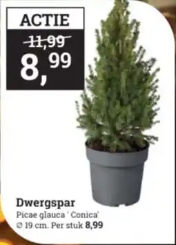 Tuincentrum Osdorp Dwergspar aanbieding