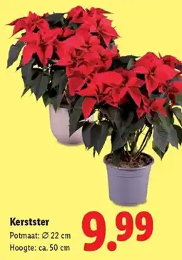 Lidl Kerstster aanbieding