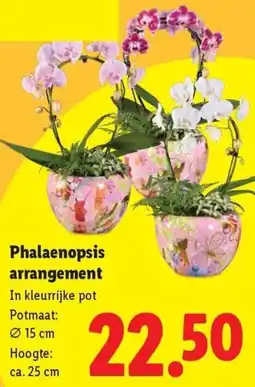 Lidl Phalaenopsis arrangement aanbieding