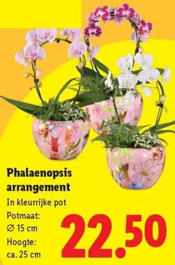 Lidl Phalaenopsis arrangement aanbieding