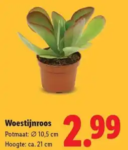 Lidl Woestijnroos aanbieding