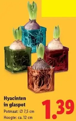 Lidl Hyacinten in glaspot aanbieding
