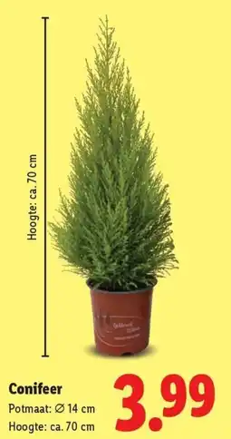 Lidl Conifeer aanbieding