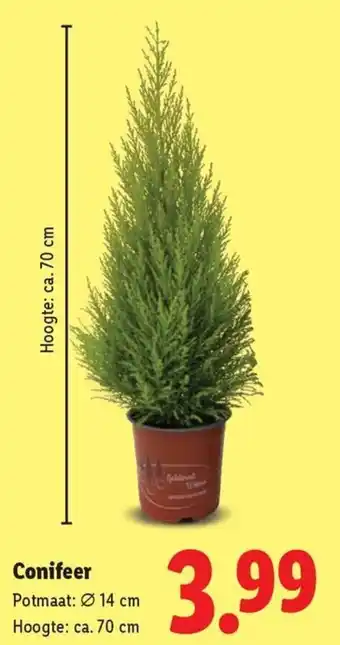 Lidl Conifeer aanbieding