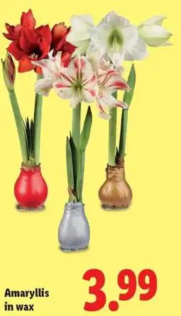 Lidl Amaryllis in wax aanbieding