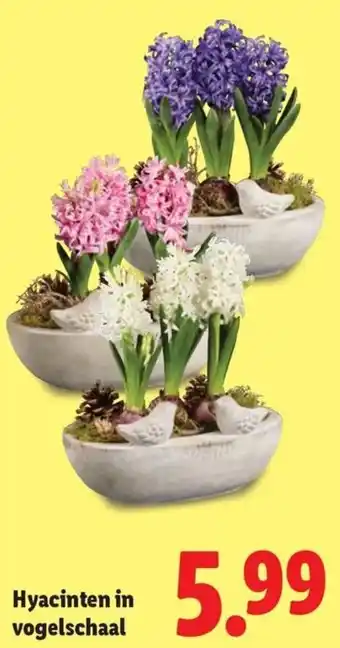 Lidl Hyacinten in vogelschaal aanbieding