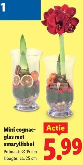 Lidl Mini cognac glas met amaryllisbol aanbieding