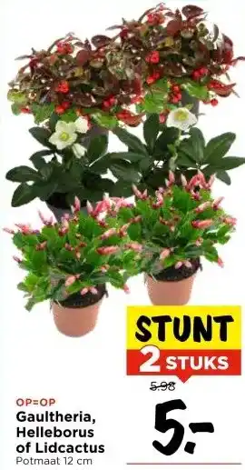 Vomar Voordeelmarkt Gaultheria, Helleborus of Lidcactus aanbieding