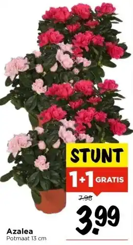 Vomar Voordeelmarkt Azalea aanbieding