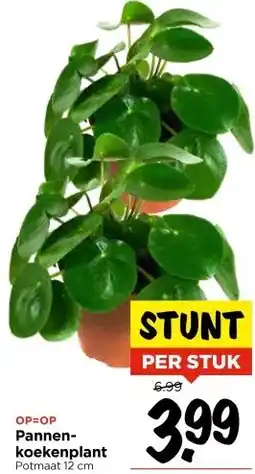 Vomar Voordeelmarkt Pannenkoekenplant aanbieding