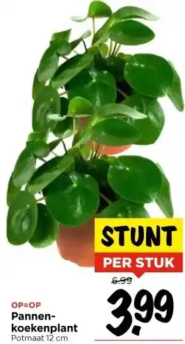 Vomar Voordeelmarkt Pannenkoekenplant aanbieding