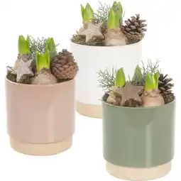 Albert Heijn AH Hyacint in keramieken pot aanbieding