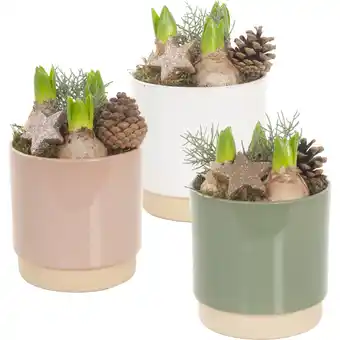 Albert Heijn AH Hyacint in keramieken pot aanbieding