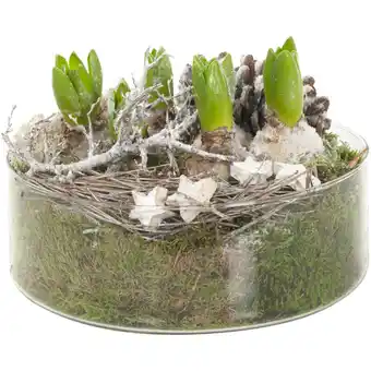 Albert Heijn AH Hyacint in cilinderglas aanbieding