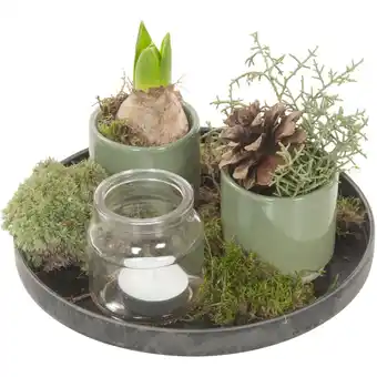 Albert Heijn AH Hyacint op dienblaadje aanbieding