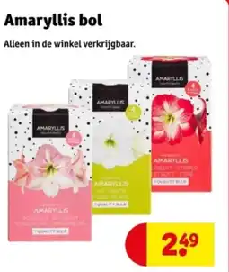Kruidvat Amaryllis bol aanbieding
