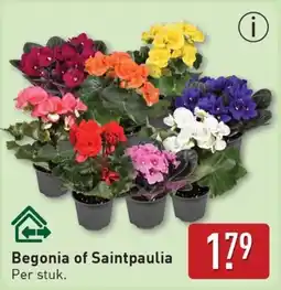 ALDI Begonia of Saintpaulia aanbieding
