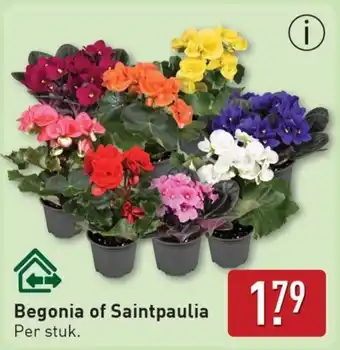 ALDI Begonia of Saintpaulia aanbieding