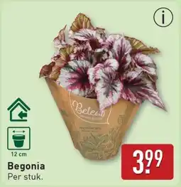 ALDI Begonia aanbieding