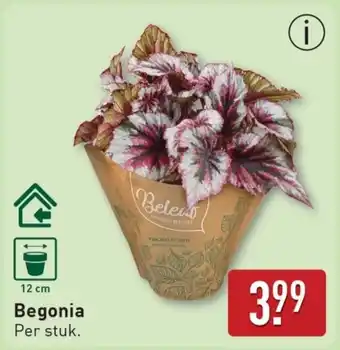 ALDI Begonia aanbieding