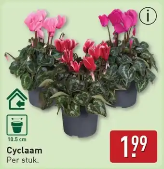 ALDI Cyclaam aanbieding