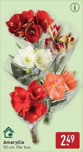ALDI Amaryllis aanbieding