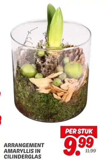 Dekamarkt Arrangement amaryllis in cilinderglas aanbieding