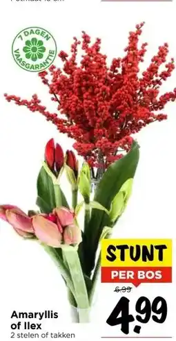 Vomar Voordeelmarkt Amaryllis of llex aanbieding
