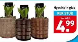 Hoogvliet Hyacint in glas aanbieding