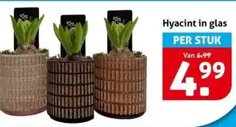 Hoogvliet Hyacint in glas aanbieding