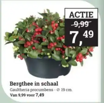 Tuincentrum Osdorp Bergthee in schaal aanbieding