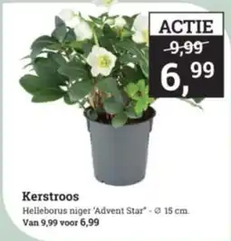 Tuincentrum Osdorp Kerstroos aanbieding