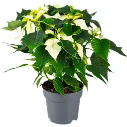 Dekamarkt Kerstster Potmaat 15 cm aanbieding