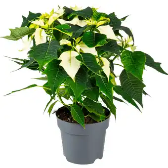 Dekamarkt Kerstster Potmaat 15 cm aanbieding