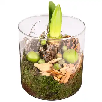 Dekamarkt Arr. amaryllis in cilinderglas aanbieding