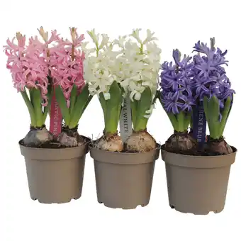 Dekamarkt Hyacint aanbieding