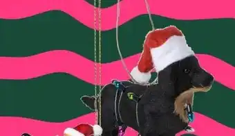 Xenos Kersthanger teckel Bruin aanbieding