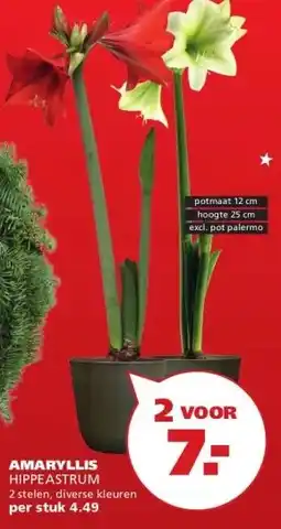 Ranzijn AMARYLLIS HIPPEASTRUM aanbieding