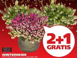 Ranzijn WINTERHEIDE ERICA DARLEYENSIS aanbieding