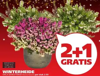 Ranzijn WINTERHEIDE ERICA DARLEYENSIS aanbieding