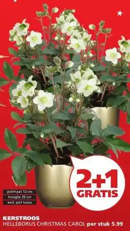 Ranzijn KERSTROOS HELLEBORUS CHRISTMAS CAROL aanbieding