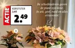 Intratuin Kerstster aanbieding